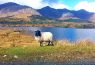 Connemara – Wilde Schönheit von Irland