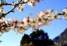 Mandelblüte auf Mallorca